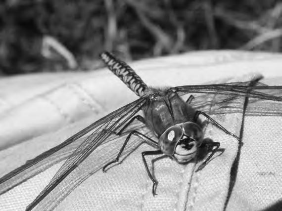 4 2. (a) Below is a photograph of the dragonfly, Aeshna caerulea, which inhabits wetland areas of Scotland. (i) State the name of the phylum to which it belongs. [1].
