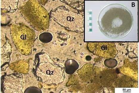 CO 2 -water-glauconite interaction > Evidence of surface reactions and dissolution in the system glauconite-water-co 2 > Necessary to