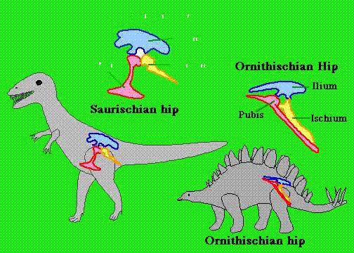 a dinosaurs become dominant life forms >