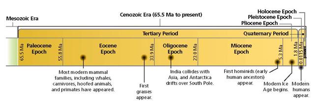 Mesozoic Cenozoic notes.notebook Cenozoic Era 65.5 m.y.a Present current geologic era, which began 65.