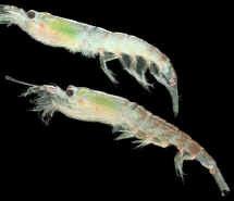 Krill Shortage Studies have shown that stocks of krill in Antarctica have declined dramatically in recent years, as much as 80% since the 1970 s, today s stocks are a mere 1/5th of what they were