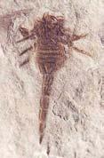 First scorpions; 10' horseshoe crabs Devonian Creatures First land animals,