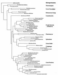 Bacterial taxonomy Some interesting bacteria Cyanobacteria great ecological importance in global carbon, oxygen and nitrogen cycles Quite similar to universal ancestor Spirilla Some have magnetosomes