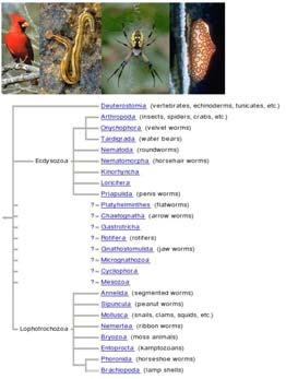(20,000 species) (Eu)dicotyledons (seeds with two parts), including, cacti, beets, carnations, roses,