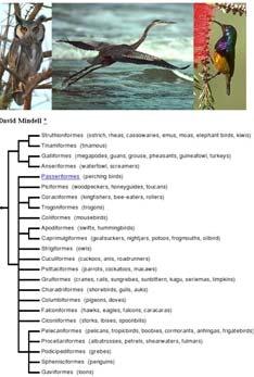 Stegocephalians: Terrestrial vertebrates Pretty much synonymous with tetrapoda (four feet). Exceptions are all extinct.