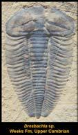 Early Cambrian Creatures Ichnofossils show worm burrows, tracks. Oldest evidence of multicellular life.