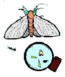 Most insects are small. Some are so small that you need a microscope to see them. Most insects have wings. Some have one pair of wings, some have two pair of wings.