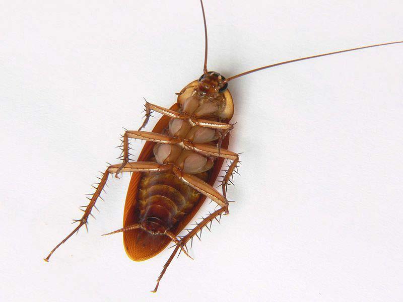 Cockroaches: