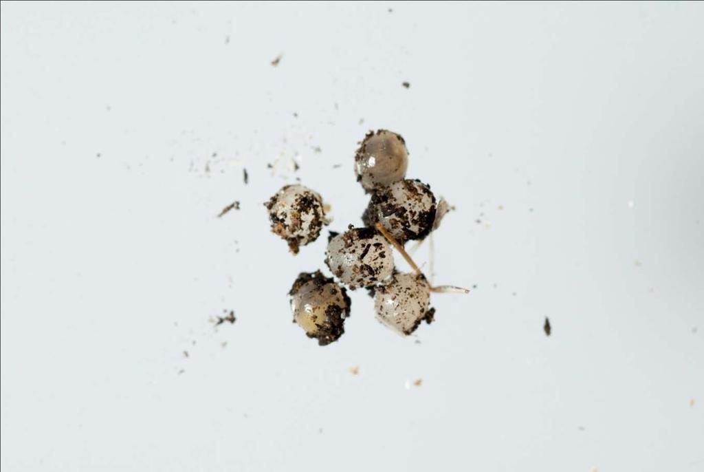 Slug eggs: Keep moist under soil and small