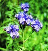 Phacelia flowers grow in the spring in the classroom and plant out in summer Purpose: provides pollen and nectar for