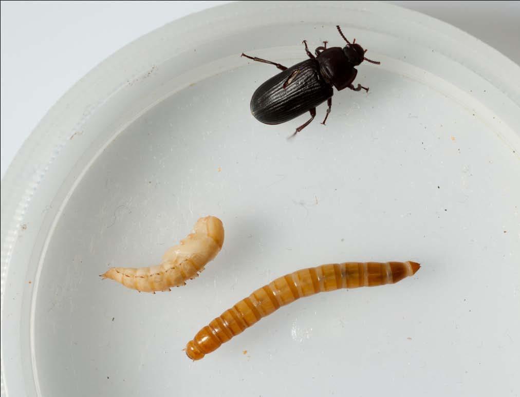 Mealyworms (Darkling beetles) Class: Insecta Order: