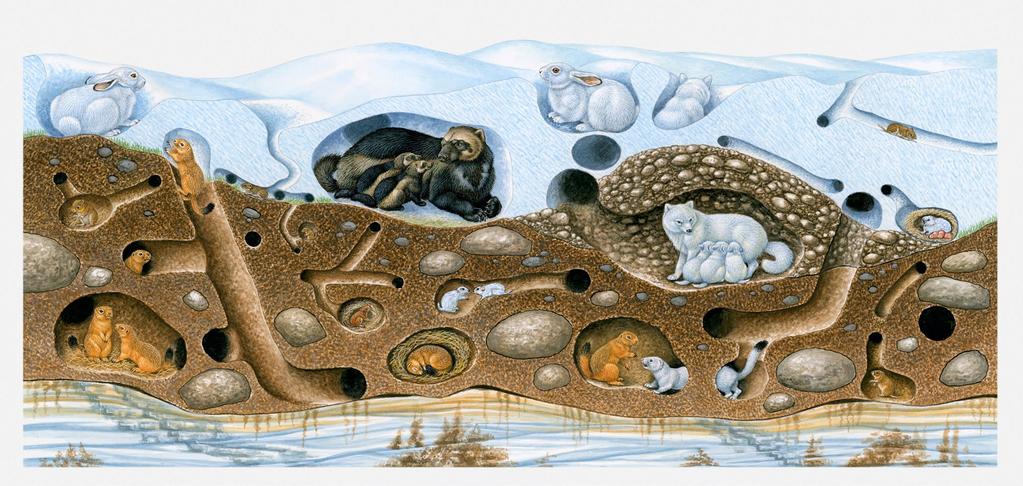 Some animals that live in environments that are extremely cold and snow-covered burrow underground for shelter.