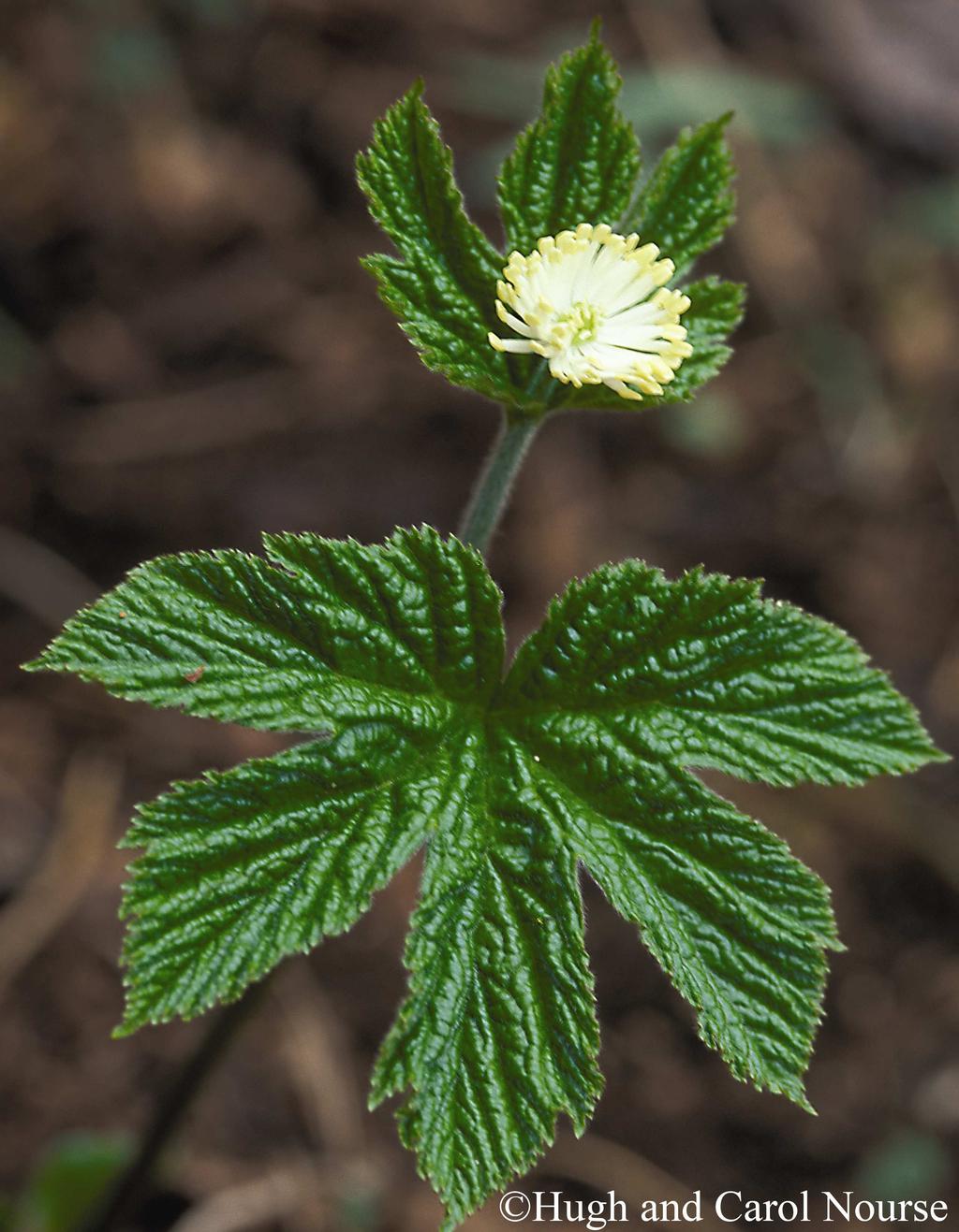 Common Name: GOLDENSEAL Scientific Name: Hydrastis canadensis Linnaeus Other Commonly Used Names: none Previously Used Scientific Names: none Family: