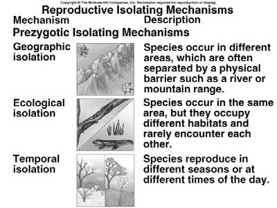 SPECIATION THE FORMATION OF NEW SPECIES AS NEW SPECIES EVOVLVE, POPULATIONS BECOME REPRODUCTIVELY