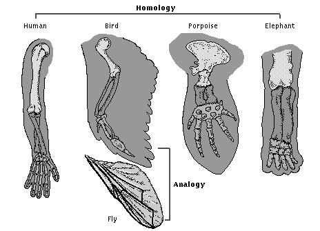 Evolution Placental