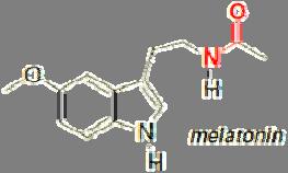 Amides are VERY common in nature. What type of molecule in nature includes amide linkages?
