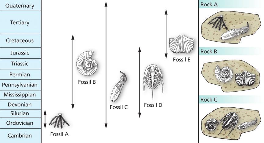 Section 7 Reading the Geologic History of Your Community Fossils that lived for narrow time spans are very important. They can be used to indicate very specific periods in geologic time.