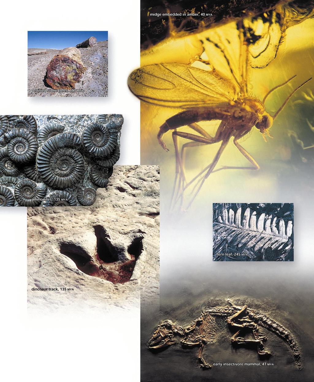 Fossils Fossils Fossils are remains and traces of past life.