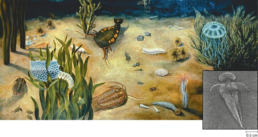 The Paleozoic The Paleozoic era lasted over 300 million years. Contained three major mass extinctions.
