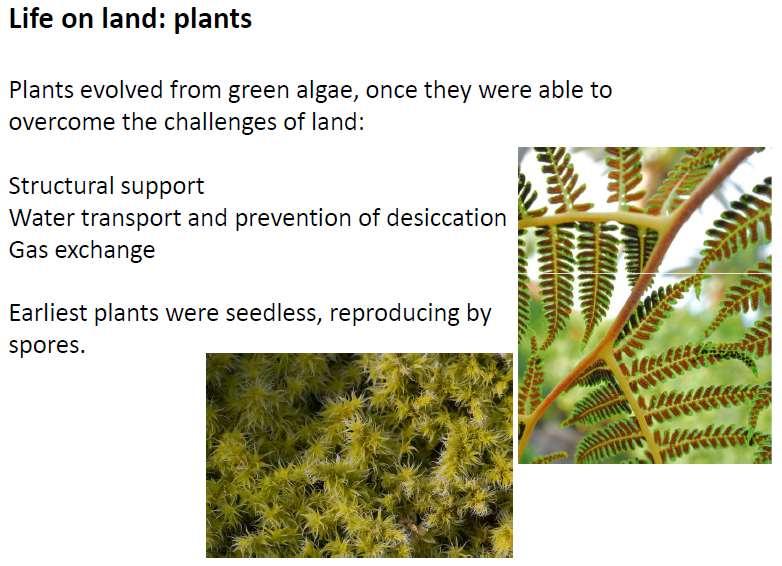 Summary - Life on land: Plants Evolved from green