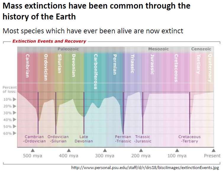 Phanerozoic (542 Myrs today) Mass extinctions have been