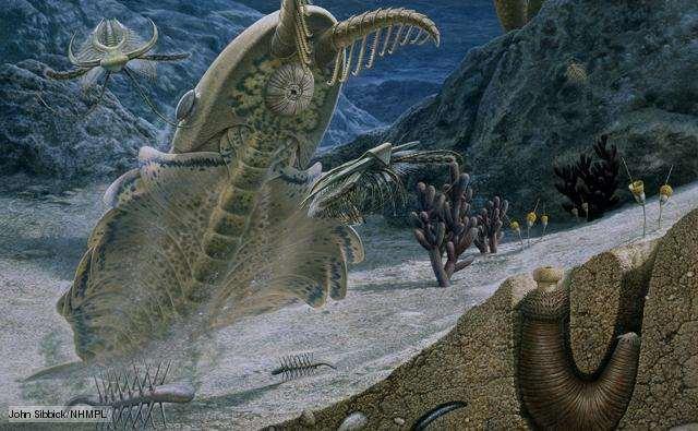 Phanerozoic (542 Myrs today) Cambrian Ordovican (542-444 Myrs) Paleogeography Rodinia was breaking up creating passive margins, sea level was high so