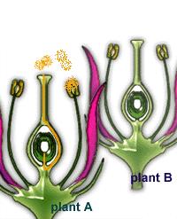 Sexual reproduction: outcrossing Self-compatible (SC) Capable of self-fertilization Ovule may be fertilized by pollen from the same plant, or from different plants Self-incompatible (SI) Only capable