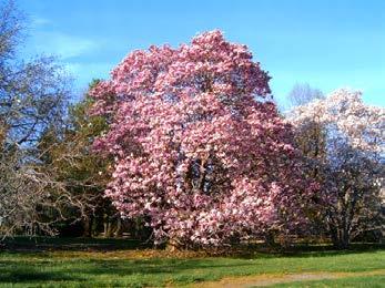 Magnolia) Habit: Trees or