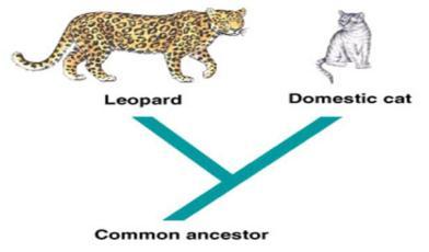 Example: Mountain lions and cats share similar features so they both belong to the genus
