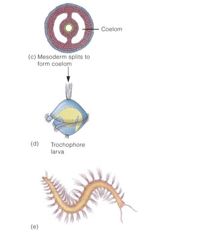 5) Protostome Development 5) Deuterostome Development Protista 1 Animalia 2 3 4 5 Cellular