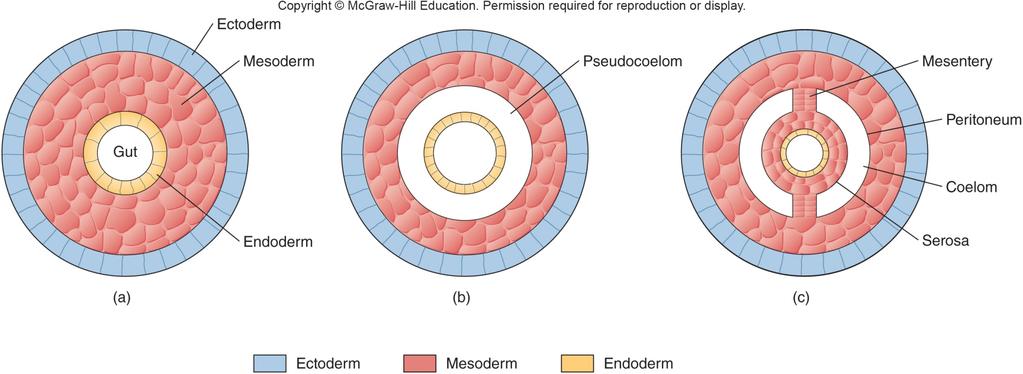 Endoderm Diploblastic Body Plan Apomorphies for Kingdom