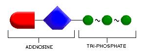 ATP = Adenosine Triphosphate One big molecule that is made of 5