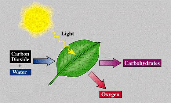 carbon dioxide+ water + energy glucose + oxygen + water CO 2 + H 2 O + light energy ---> C 6 H 12 O 6