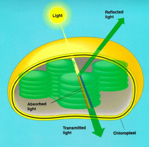 Time Frame (when): During Daylight Location: Chloroplasts 2 Types of Chlorophylls A substance that absorbs light is called a pigment.