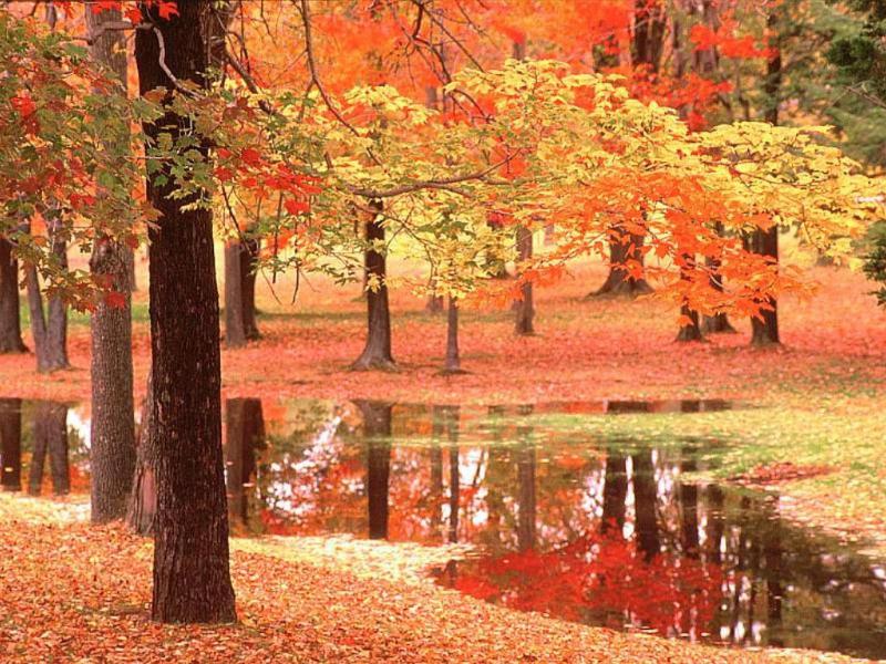 Have You Ever Wondered Why Leaves in Autumn Change Color?