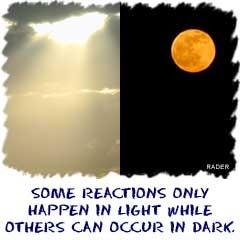 2 Types of Reactions For Light Reaction light dependent reaction Reaction takes place ONLY in presence of light. Dark Reaction light independent reaction Reaction takes place Without light.