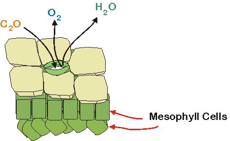 produced by the light reactions provides the hydrogen for carbon dioxide to make glucose Light Light reactions Chloroplast