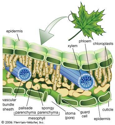 Stomata (Stoma) & Guard Cell PHOTOSYNTHESIS The equation for changing light energy into chemical energy: 6CO2 + 12H2O C6H12O6 + 6O2 Carbon Dioxide + Water light Glucose +