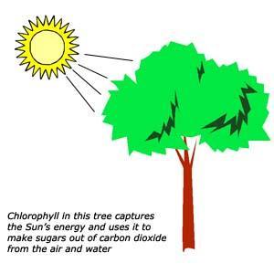 7 What organisms go through photosynthesis?