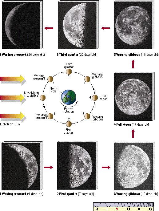 Lunar Phases Phase-regular cycle of change Takes about 29 days to complete New moon Crescent moon 1 st Quarter moon