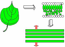 Leaf model & shifted Red-edge edge 3-photon photosynthetic scheme (Wolstencroft( and Raven, 2002) Optical model of plant