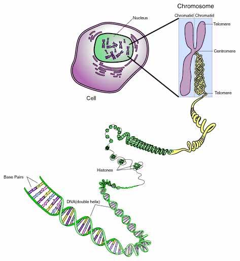 Chromosomes as Packaged Genes DNA double helix bound to histones DNA wrapped around histones form nucleosome