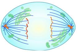 Metaphase The spindle fully develops and the chromosomes align at the