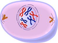 Mitosis & Cytokiniesis: - In all cases of cell division, the divides into.