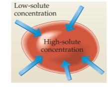 Osmosis in Cells If the solute concentration outside the cell is less than that inside