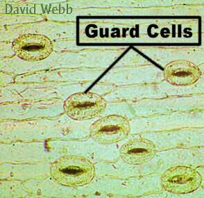 Modified Epidermis Guard cells are