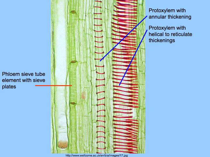 Xylem Vessels are elongated tubes that extend sometimes meters in length (dead cells) Walls are lignified in
