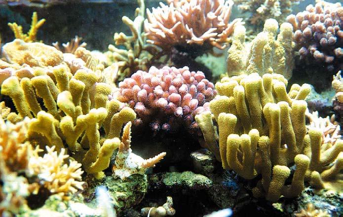 Corals One of the most important animals as far as geology