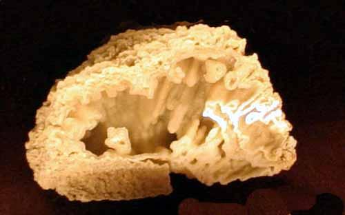 Corals Coral Facts: Phylum: Cnidaria Class: Anthozoa Subclass: Rugosa Tabulata Scleractinia Range: Rugosa (Cambrian-P/T) Tabulata (Ordovician-P/T) Scleractinia