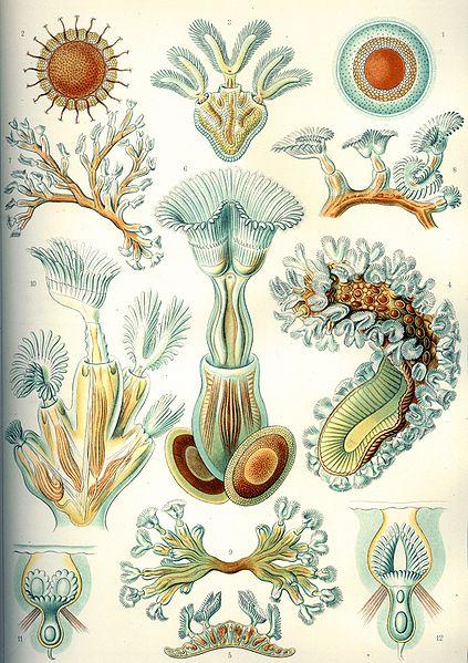 Bryozoans (Moss Animals) Bryozoan Facts: Phylum: